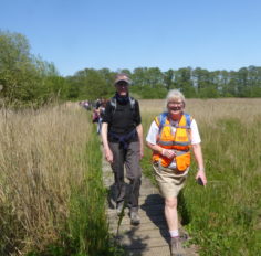 A walk leader in an orange high-vis vest leading a line of walkers on a wooden boardwalk through a reedbed on a sunny day