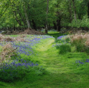 A grassy woodland path edged with bluebells
