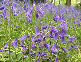 Bluebells