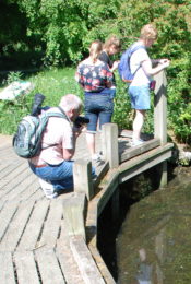 People looking into a pond