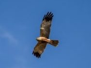 Marsh Harrier