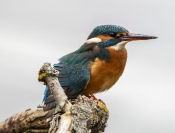 kingfisher-sitting-on-a-branch
