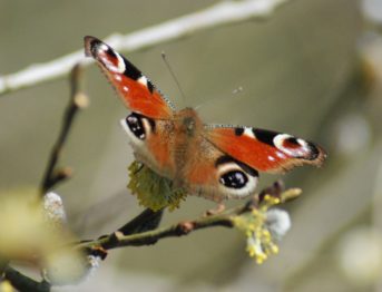 Peacock Butterfly on a branch