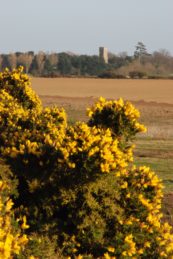 Bright yellow gorse bush