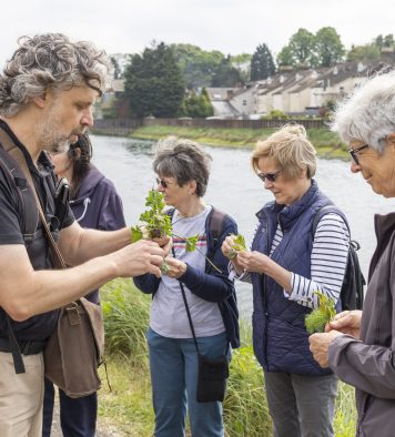 Walking group foraging for wild herbs on the bank of the Gipping in Ipswich